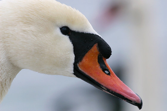 Höckerschwan