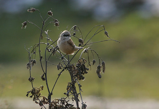 Beutelmeise