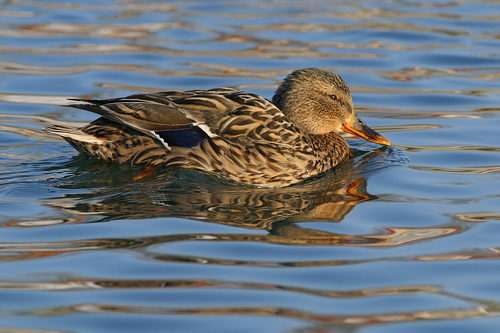 Stockente