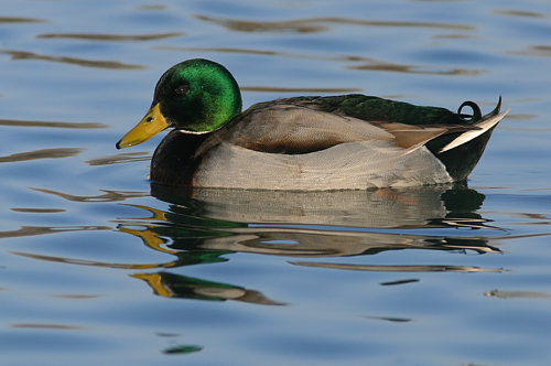 Stockente
