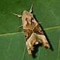 Achateule