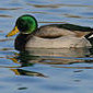 Stockente