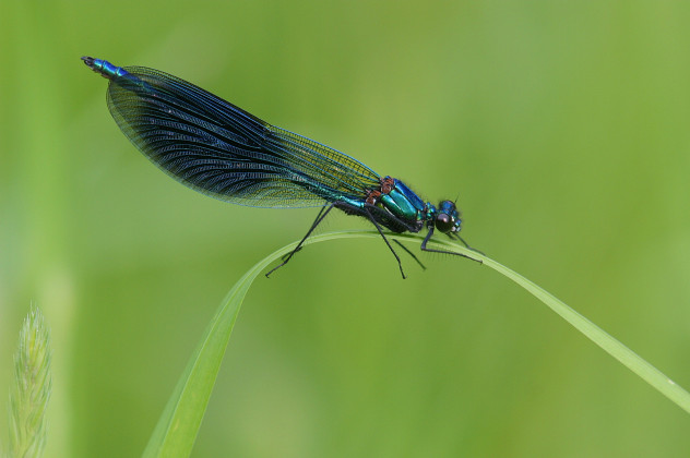 Gebänderte Prachtlibelle, Calopteryx splendens (HARRIS 1780)