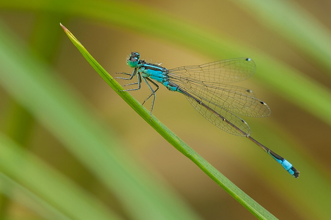 Große Pechlibelle, Ischnura elegans (VAN DER LINDEN, 1820)