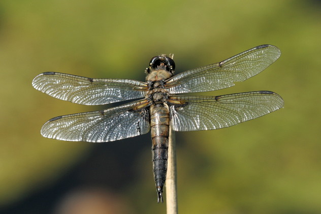 Vierfleck, Libellula quadrimaculata (LINNAEUS, 1758)