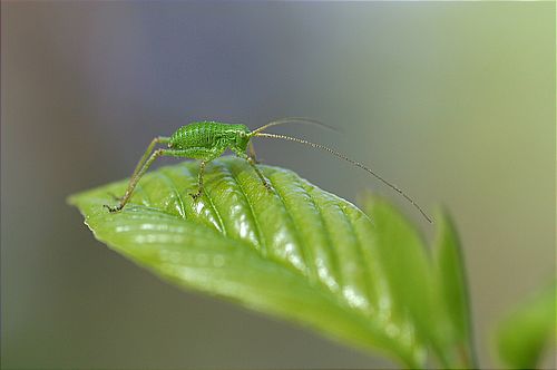Heuschreckenlarve