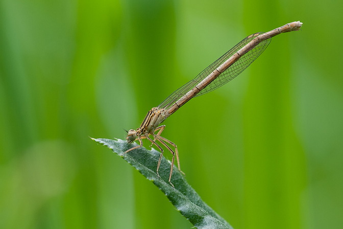 Blaue / Gemeine Federlibelle, Platycnemis pennipes (PALLAS, 1771)