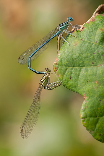 Blaue / Gemeine Federlibelle