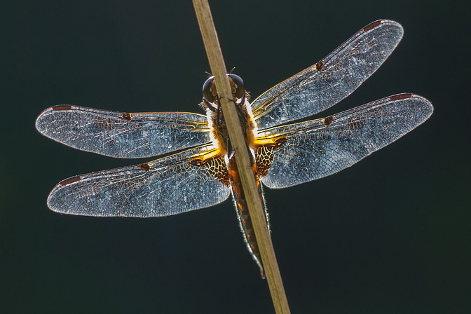 Vierfleck, Libellula quadrimaculata (LINNAEUS, 1758)