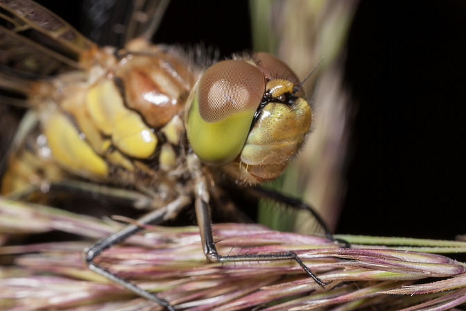 Gemeine Heidelibelle, Sympetrum vulgatum (LINNAEUS, 1758)
