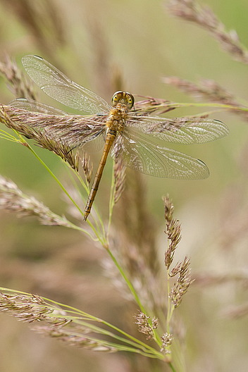 Gemeine Heidelibelle, Sympetrum vulgatum (LINNAEUS, 1758)