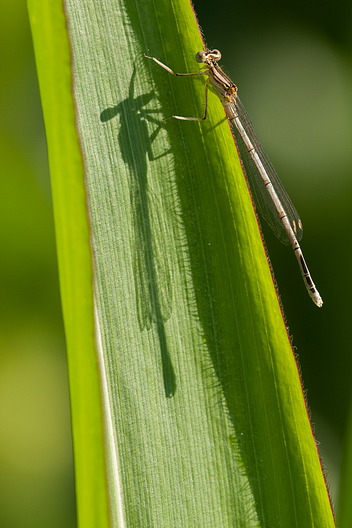 Blaue / Gemeine Federlibelle, Platycnemis pennipes (PALLAS, 1771)