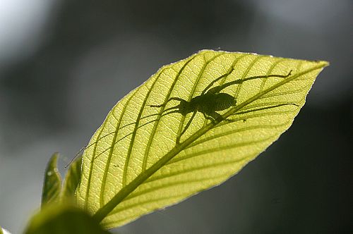 Heuschreckenlarve