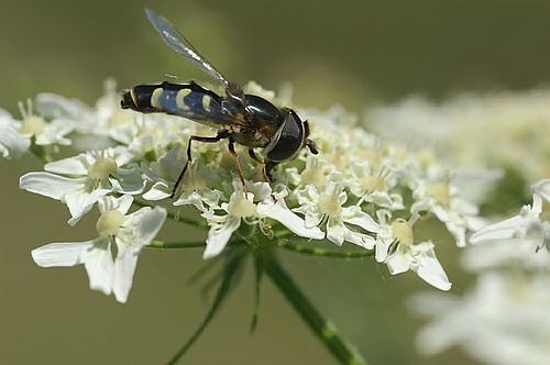 Schwebfliege