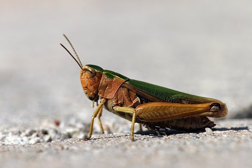 Bunter Grashüpfer