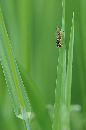 Schwebfliege, Syrphidae