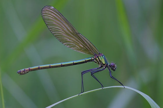 Gebänderte Prachtlibelle, Calopteryx splendens (HARRIS 1780)