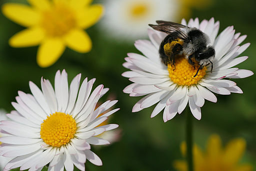 Graue Sandbiene, Andrena cineraria (LINNAEUS, 1758)