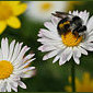 Bienen u. Wespen