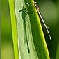 Blaue / Gemeine Federlibelle