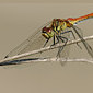 Blutrote Heidelibelle