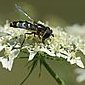 Schwebfliege