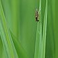 Schwebfliege