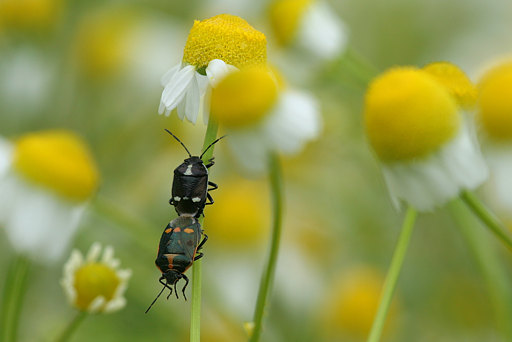 Kohlwanze, Eurydema oleraceum (LINNAEUS, 1758)