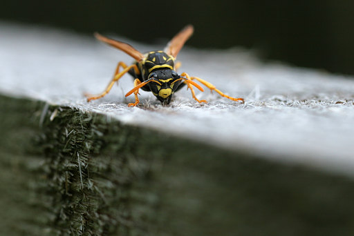 Französische Feldwespe, Polistes dominulus (CHRIST, 1791)