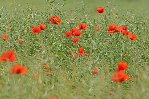 Klatschmohn