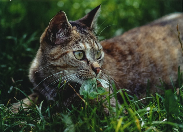 Hauskatze, Felis catus (LINNAEUS, 1758)