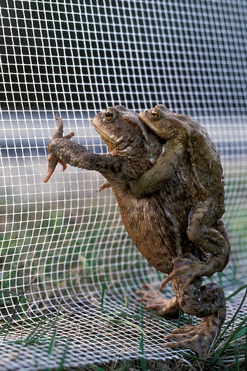 Erdkröte, Bufo bufo (LINNAEUS, 1758)