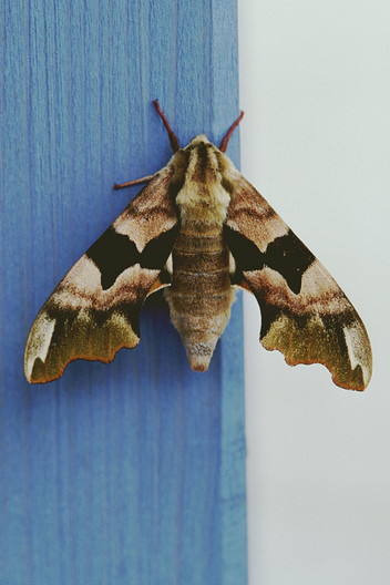Lindenschwärmer, Mimas tiliae (LINNAEUS, 1758)