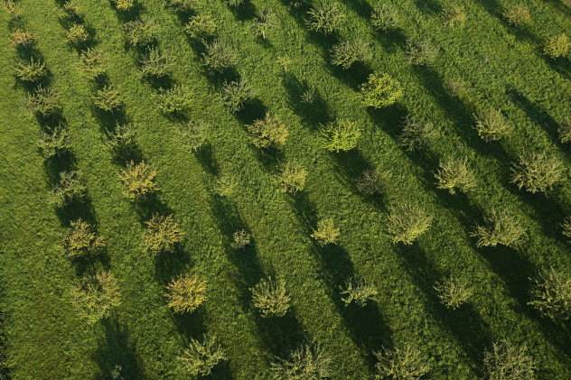 Plantage