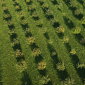 Plantage