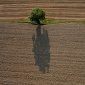 Solit&auml;rbaum