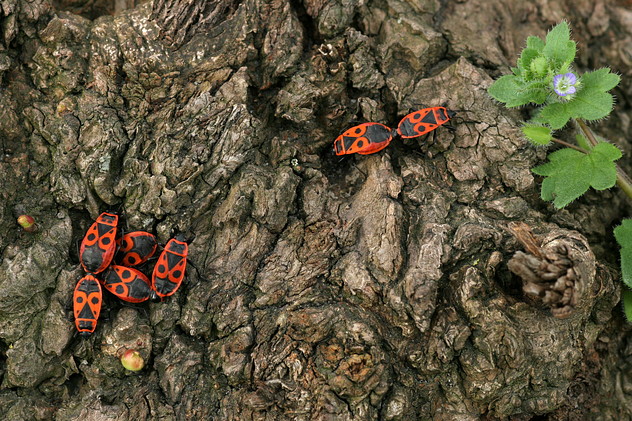 Feuerwanze