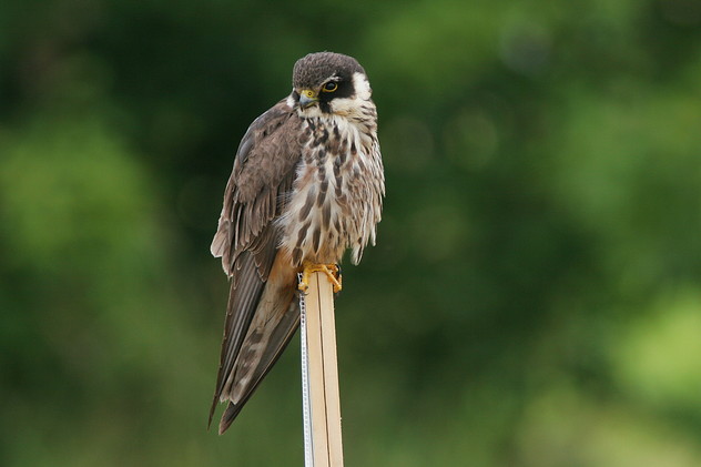 Baumfalke
