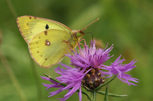 Goldene Acht