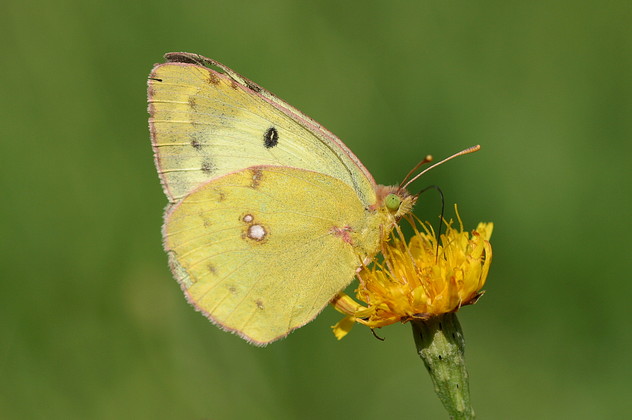 Goldene Acht