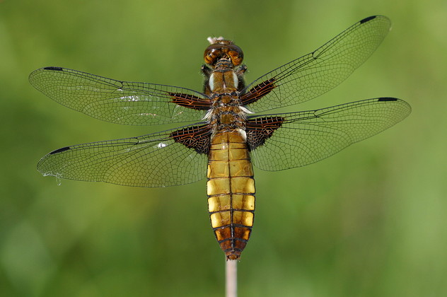 Plattbauch, Libellula depressa (LINNAEUS, 1758)