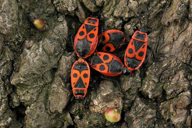 Feuerwanze