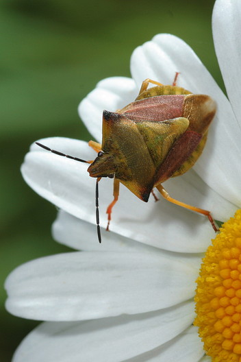 Nördliche Fruchtwanze, Carpocoris fuscispinus (BOHEMAN, 1851)