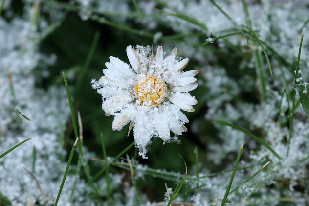 Gänseblümchen