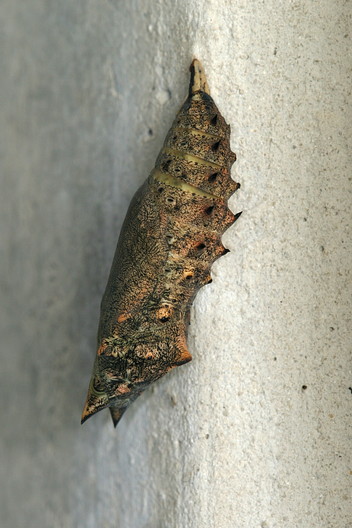 Tagpfauenauge