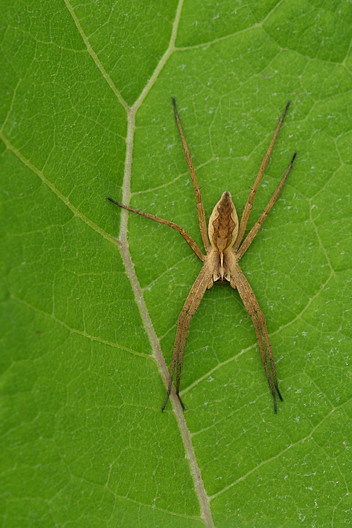 Listspinne