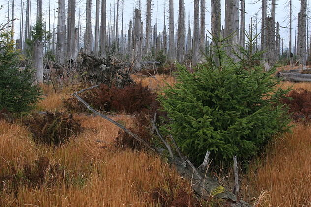 Nationalpark Bayerischer Wald