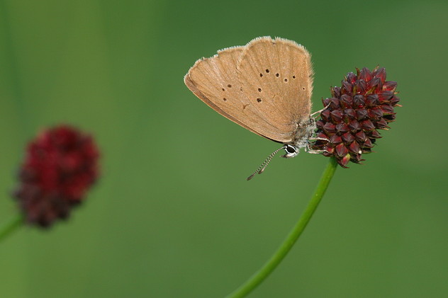 Dunkler Wiesenknopf-Ameisenbläuling