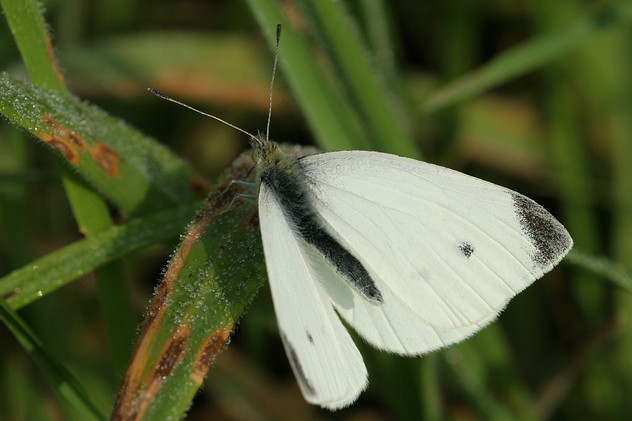 Kleiner Kohlweißling