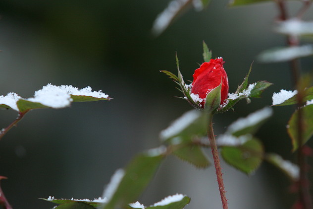 Rote Rose